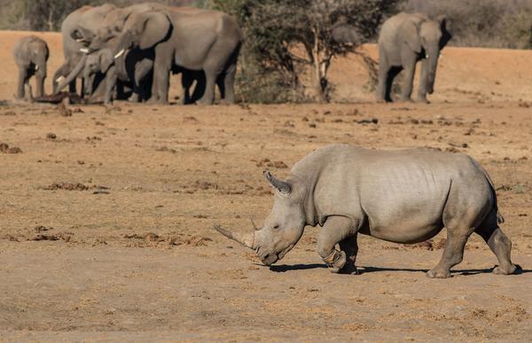 Tau Game Lodge Madikwe Game Reserve Dış mekan fotoğraf