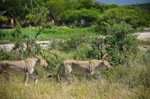 Tau Game Lodge Madikwe Game Reserve Dış mekan fotoğraf